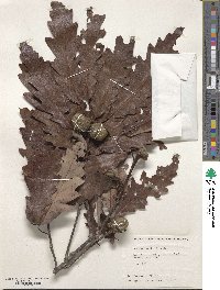 Quercus × saulii image