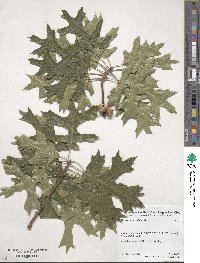 Quercus shumardii image