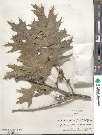 Quercus shumardii image