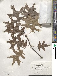 Quercus shumardii image