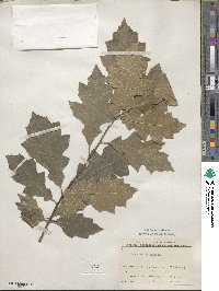 Quercus shumardii image