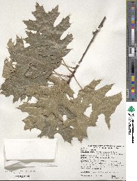 Quercus shumardii image