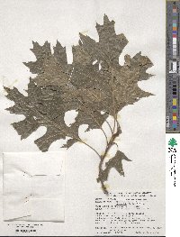 Quercus shumardii image