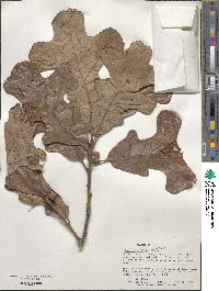 Quercus stellata image