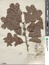 Quercus stellata image