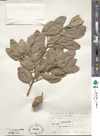 Quercus suber image