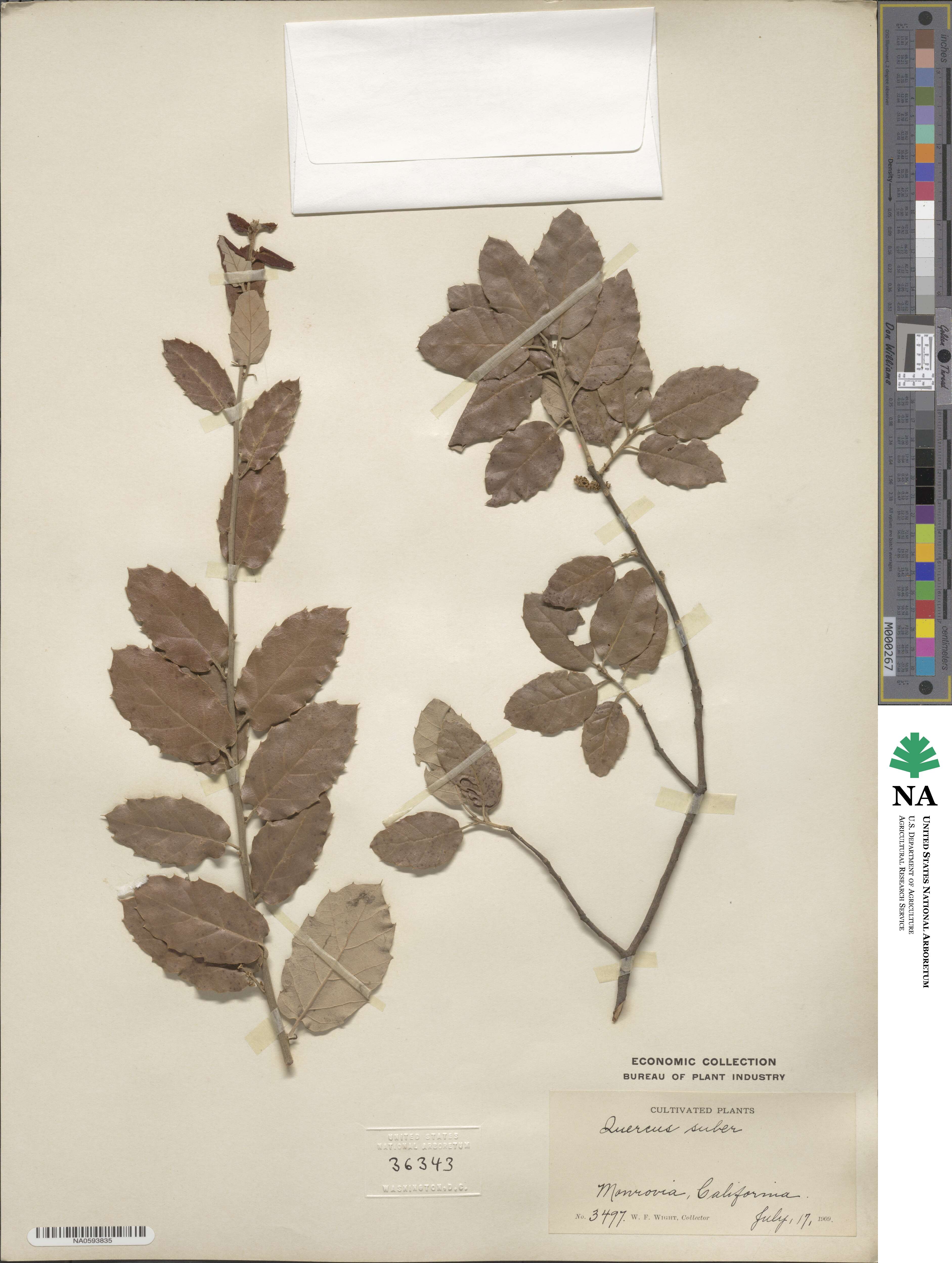 Quercus suber image