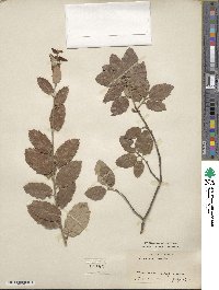 Quercus suber image