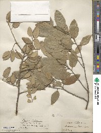 Quercus suber image