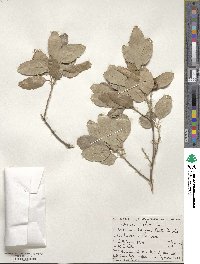 Quercus suber image