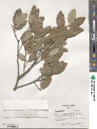 Quercus suber image