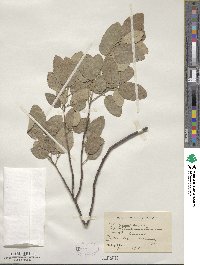 Quercus suber image