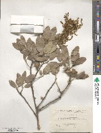 Quercus suber image