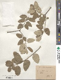 Quercus suber image