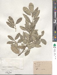 Quercus suber image