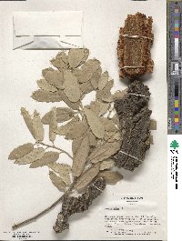 Quercus suber image