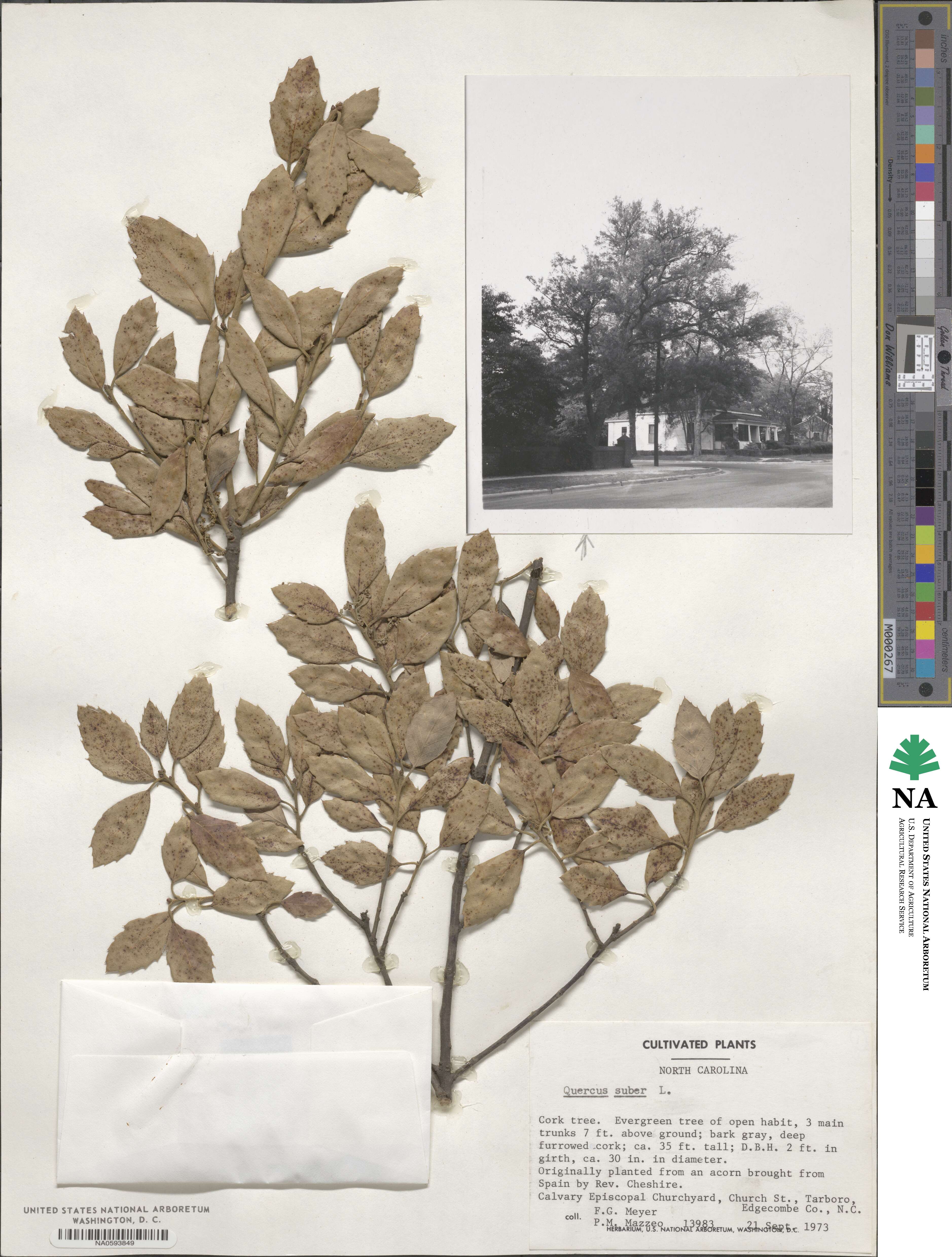 Quercus suber image