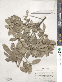 Quercus suber image