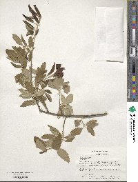 Quercus suber image