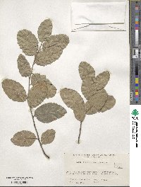 Quercus suber image