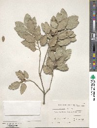 Quercus suber image