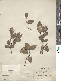 Quercus suber image