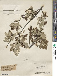 Quercus suber image