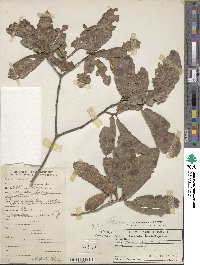 Quercus tristis image