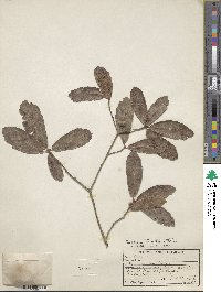 Quercus tristis image