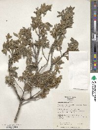 Quercus undulata image