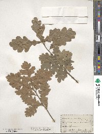 Quercus undulata image