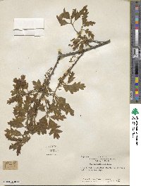 Quercus gambelii image