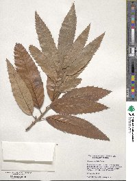 Quercus variabilis image