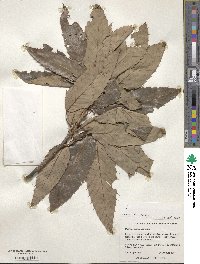 Quercus variabilis image