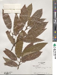 Quercus variabilis image