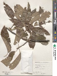 Quercus variabilis image