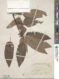 Quercus variabilis image