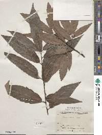 Quercus variabilis image