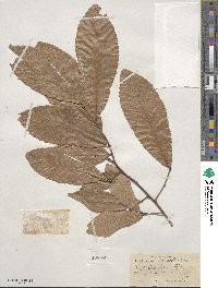 Quercus variabilis image