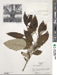 Quercus variabilis image