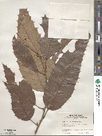 Quercus variabilis image