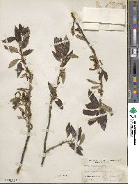 Quercus variabilis image