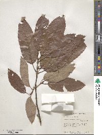 Quercus variabilis image