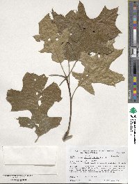 Quercus velutina image