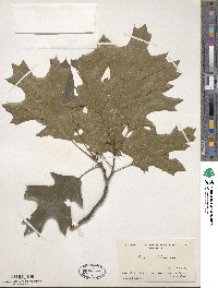 Quercus velutina image