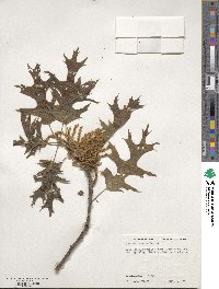 Quercus velutina image