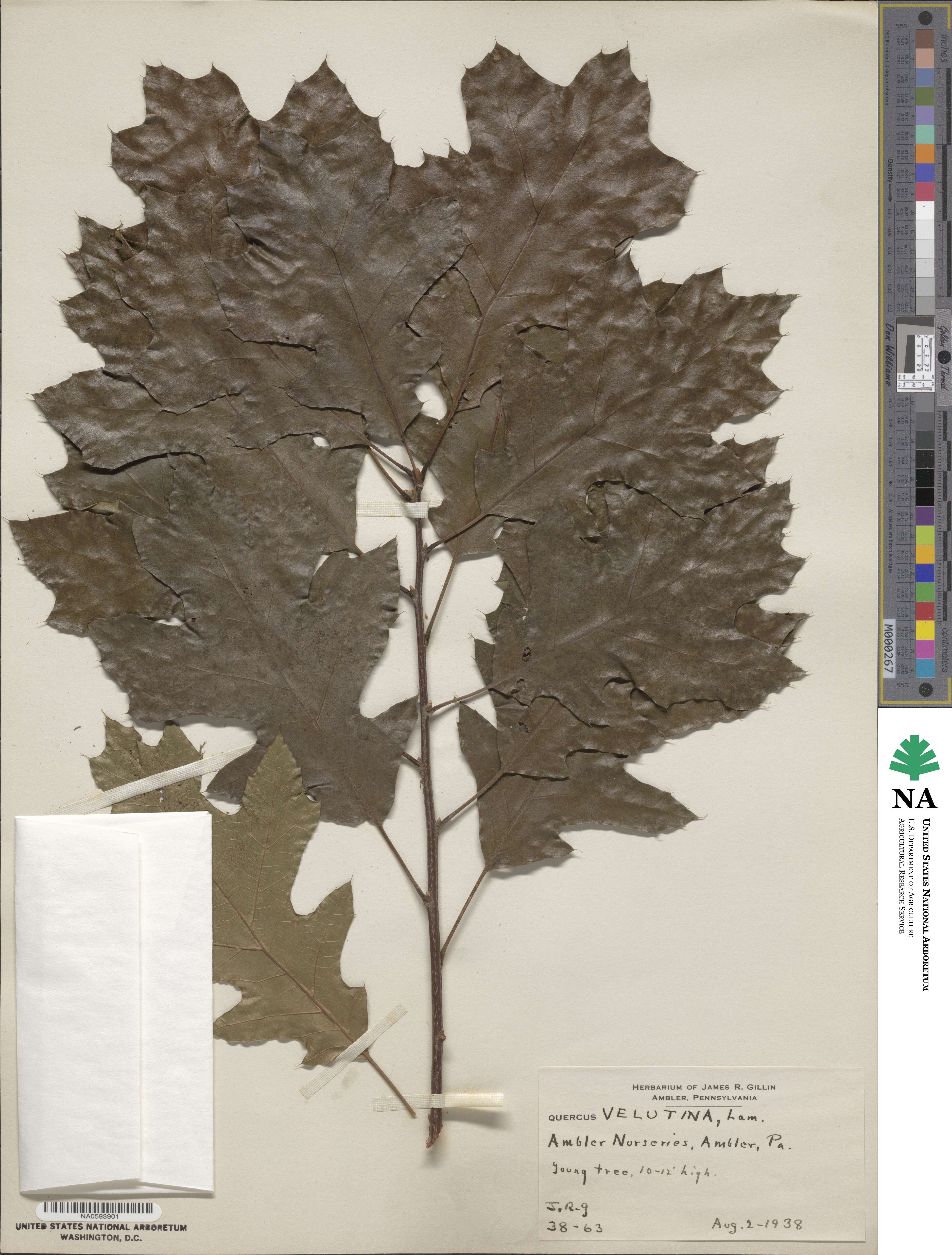 Quercus velutina image