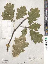 Quercus velutina image