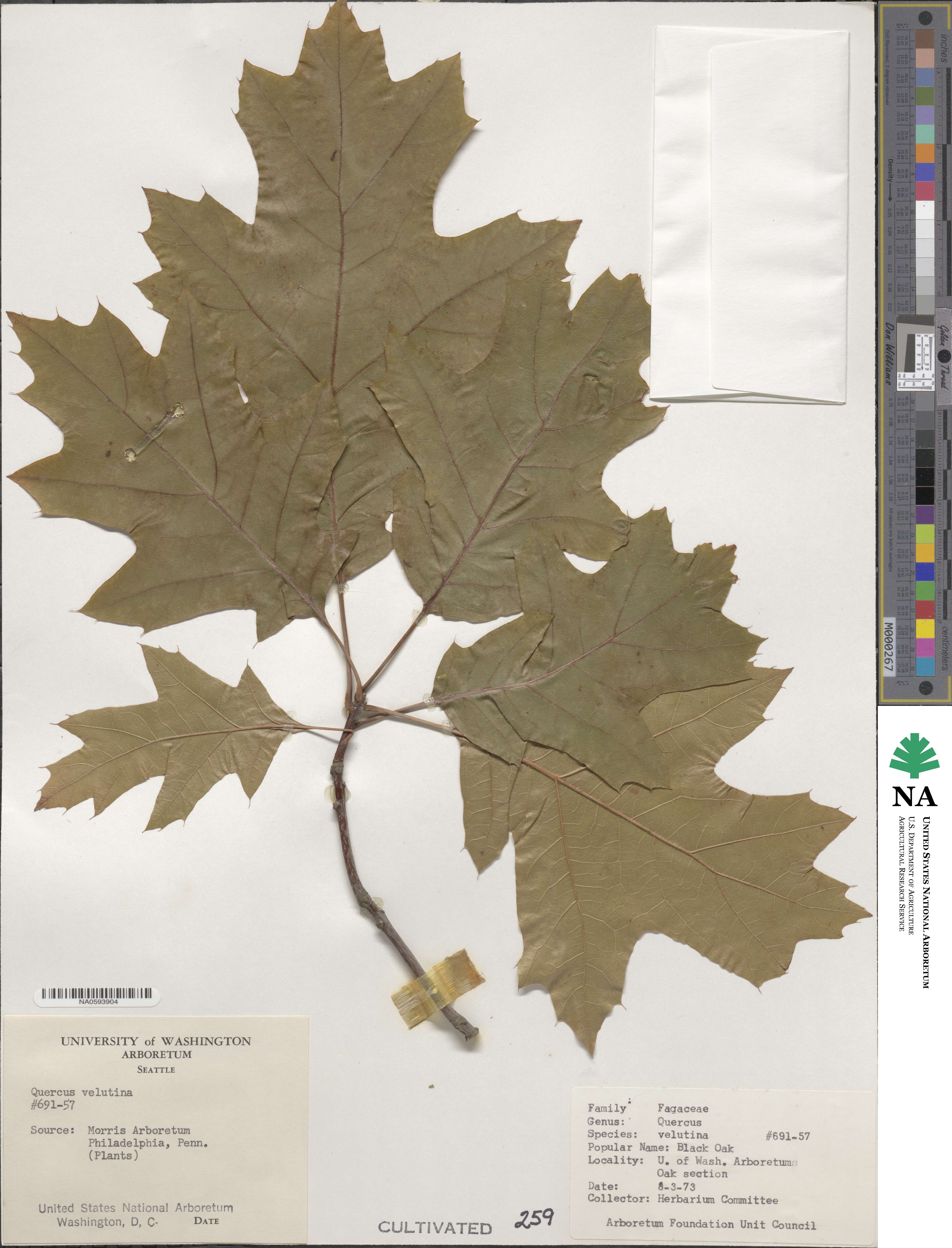 Quercus velutina image
