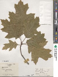 Quercus velutina image